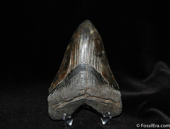 Gorgeous / Inch Megalodon Tooth #67